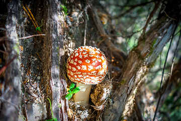 Image showing Amanita muscaria. fly agaric toadstool