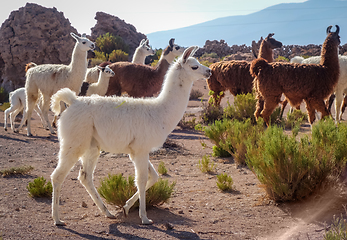 Image showing Lamas herd in Bolivia