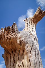 Image showing Dry giant cactus in the desert, Argentina