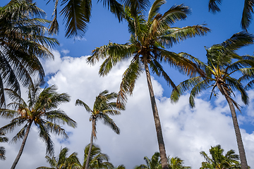 Image showing Palm trees on Anakena beach, easter island