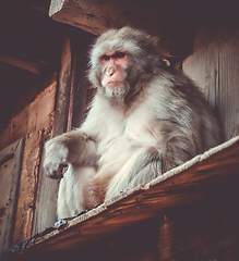 Image showing Japanese macaque on a rooftop, watayama monkey park, Kyoto, Japa