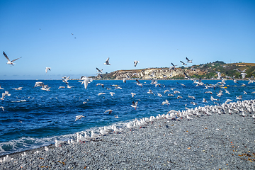 Image showing Seagulls on Kaikoura beach, New Zealand