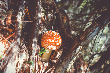 Image showing Amanita muscaria. fly agaric toadstool