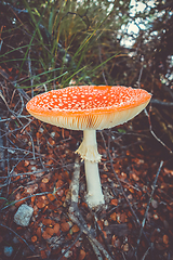 Image showing Amanita muscaria. fly agaric toadstool