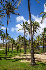 Image showing Palm trees on Anakena beach, easter island