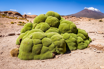 Image showing Rock covered with moss in Bolivian sud lipez