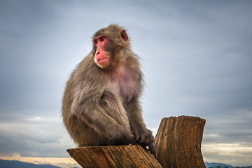 Image showing Japanese macaque on a trunk, Iwatayama monkey park, Kyoto, Japan