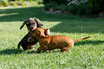 Image showing cute female of brown dachshund play with other dog in summer garden, european champion, breeding station, outdoor portrait on green grass