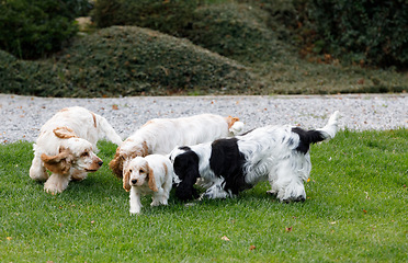 Image showing purebred English Cocker Spaniel with puppy