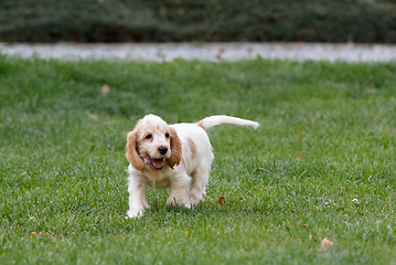 Image showing purebred English Cocker Spaniel puppy