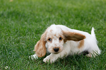 Image showing purebred English Cocker Spaniel puppy