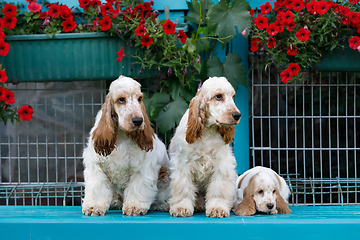 Image showing purebred English Cocker Spaniel with puppy