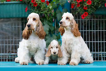 Image showing purebred English Cocker Spaniel with puppy