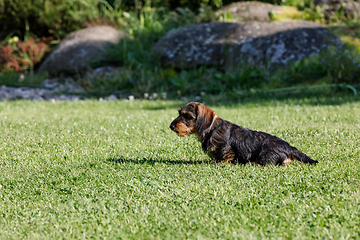 Image showing cute female of brown dachshund in summer garden, european champion, breeding station, outdoor portrait on green grass