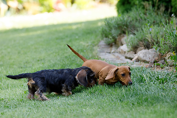 Image showing cute female of brown dachshund in summer garden