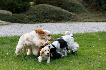 Image showing purebred English Cocker Spaniel with puppy