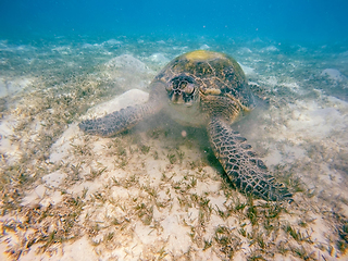 Image showing big Adult green sea turtle (Chelonia mydas)