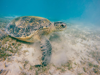 Image showing big Adult green sea turtle (Chelonia mydas)