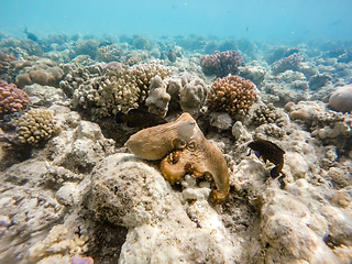 Image showing reef octopus (Octopus cyanea) on coral garden