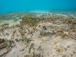 Image showing Stellate puffer fish (Arothron stellatus)