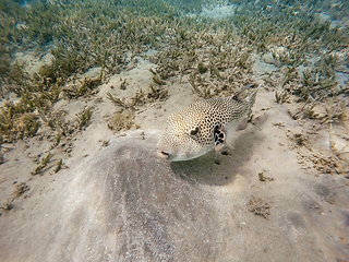 Image showing Stellate puffer fish (Arothron stellatus)