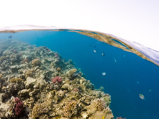 Image showing Underwater surface split view of coral fish