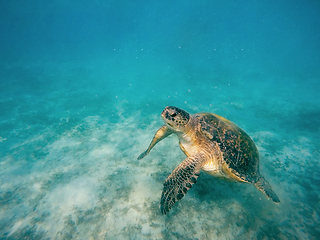 Image showing big Adult green sea turtle (Chelonia mydas)