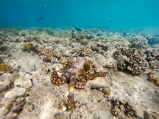 Image showing reef octopus (Octopus cyanea) on coral garden