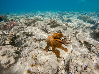 Image showing reef octopus (Octopus cyanea) on coral garden