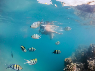 Image showing Woman snorkel with school of coral fish, Red Sea, Egypt