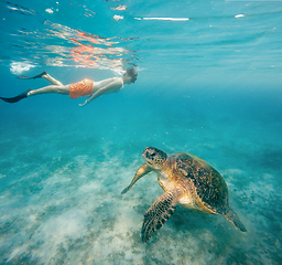 Image showing Young boy Snorkel swim with green sea turtle, Egypt