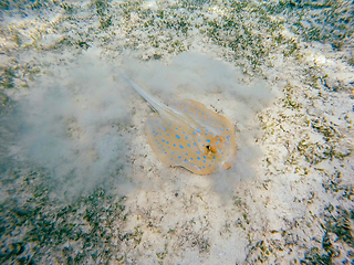 Image showing Bluespotted ribbontail ray (Taeniura lymma), Egypt