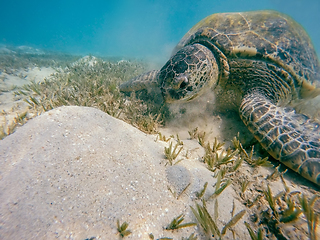 Image showing big Adult green sea turtle (Chelonia mydas)