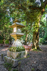 Image showing Sika deers in Kasuga-Taisha, Nara Park, Japan