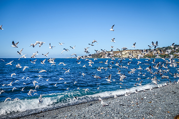 Image showing Seagulls on Kaikoura beach, New Zealand