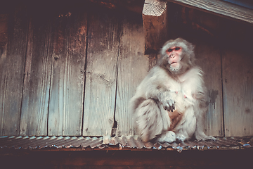 Image showing Japanese macaque on a rooftop, watayama monkey park, Kyoto, Japa