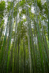 Image showing Arashiyama bamboo forest, Kyoto, Japan