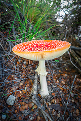 Image showing Amanita muscaria. fly agaric toadstool