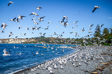 Image showing Seagulls on Kaikoura beach, New Zealand