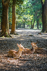 Image showing Sika deers Nara Park forest, Japan