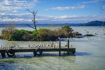 Image showing Seagulls on wooden pier, Rotorua lake , New Zealand