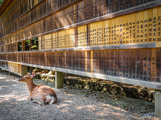 Image showing Deer in front of Wooden tablets, Nara, Japan