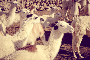 Image showing Lamas herd in Bolivia