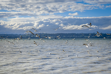 Image showing Seagulls on Rotorua lake , New Zealand