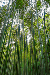 Image showing Arashiyama bamboo forest, Kyoto, Japan