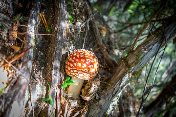 Image showing Amanita muscaria. fly agaric toadstool