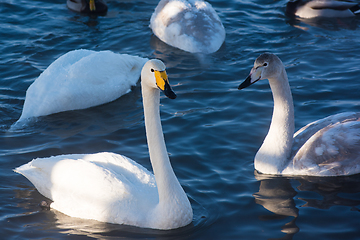 Image showing Beautiful white whooping swans