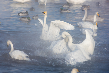 Image showing Beautiful white whooping swans