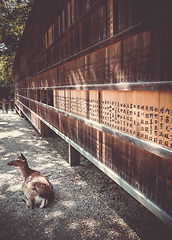 Image showing Deer in front of Wooden tablets, Nara, Japan