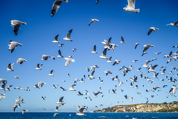 Image showing Seagulls on Kaikoura beach, New Zealand